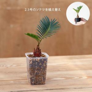 ネガミエル 透明スリット鉢 3号サイズ×5鉢S...の詳細画像2