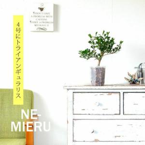 ネガミエル 透明スリット4・5・6SET [4...の詳細画像1