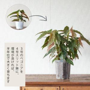 ネガミエル 透明スリット鉢 4号サイズ×3鉢S...の詳細画像2