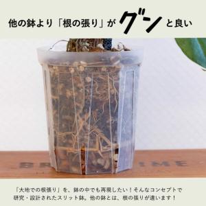 ネガミエル 透明スリット鉢 5号サイズ×3鉢S...の詳細画像1