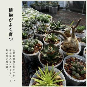 ネガミエル 透明スリット鉢 5号サイズ×3鉢S...の詳細画像3