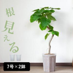 植木鉢 透明 プラ鉢 ネガミエル 透明スリット鉢[7号サイズ×2鉢SET]｜e-花屋さん