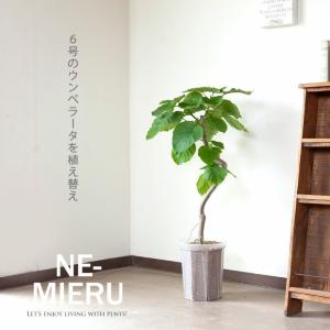ネガミエル 透明スリット鉢 7号サイズ×2鉢S...の詳細画像1