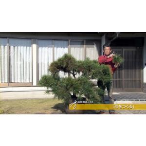 ダウンロード版 玉崎弘志の松の剪定と仕立て直し教室の詳細画像3