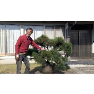 ダウンロード版 玉崎弘志の松の剪定と仕立て直し教室の詳細画像4
