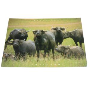 ポストカード　アジアン雑貨　タイ・アニマル・ポストカード4　クリックポスト選択　送料200円