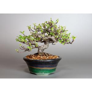 盆栽　イソザンショウ盆栽　磯山椒（いそざんしょう・盆栽 磯山椒）3684｜e-bonsai