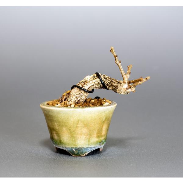 プチ盆栽　照り葉ツルウメモドキ盆栽　蔓梅擬（つるうめもどき・プチ盆栽 照り葉蔓梅擬）小さな盆栽　40...