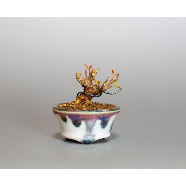 プチ盆栽　トウカエデ盆栽　唐楓（とうかえで・プチ盆栽 唐楓）小さな盆栽　4061