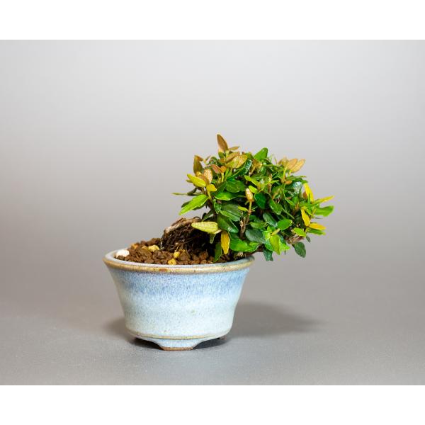 プチ盆栽　チリメンカズラ盆栽　縮緬葛（ちりめんかずら・プチ盆栽 縮緬葛）小さな盆栽　4122