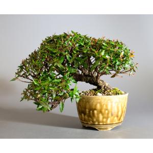 盆栽　チリメンカズラ盆栽　縮緬葛（ちりめんかずら・ミニ盆栽 縮緬葛）4202｜e-bonsai