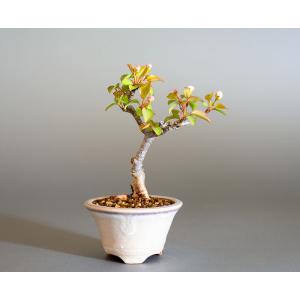 ミニ盆栽　マメナシ盆栽　豆梨（まめなし・小さな盆栽 豆梨）小盆栽　4229｜e-bonsai