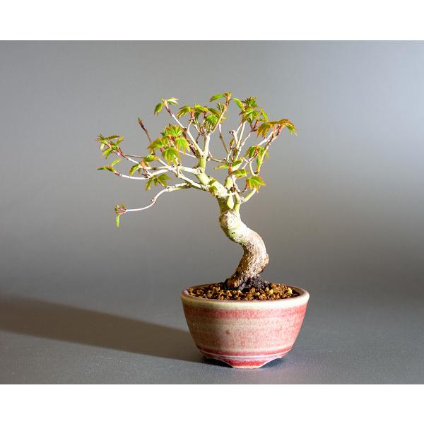 盆栽　イロハモミジ盆栽　紅葉（いろは紅葉 盆栽）小さな盆栽　4235