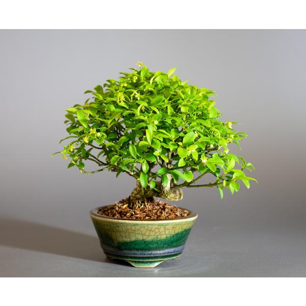 盆栽　コマユミ盆栽（こまゆみ・ミニ 小葉性小真弓盆栽）小品盆栽　4238