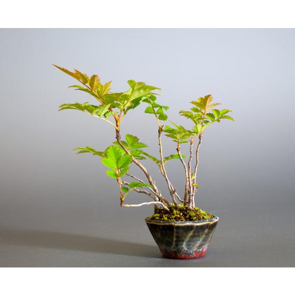 盆栽　ナナカマド盆栽（ななかまど・七竈 ミニ盆栽）小品盆栽　4245