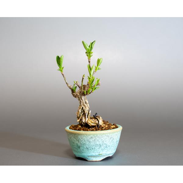 盆栽　錦性マユミ盆栽　真弓（まゆみ・荒皮性真弓 盆栽）小さな盆栽　ミニ盆栽　4258