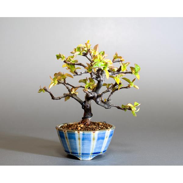 盆栽　カリン盆栽　花梨（かりん・ミニ盆栽 花梨）小さな盆栽　4261