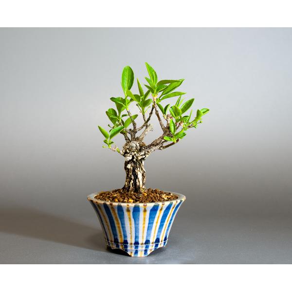 盆栽　錦性マユミ盆栽　真弓（まゆみ・荒皮性真弓 盆栽）小さな盆栽　ミニ盆栽　4271