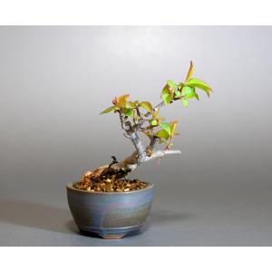 ミニ盆栽　マメナシ盆栽　豆梨（まめなし・小さな盆栽 豆梨）小盆栽　4274｜e-bonsai