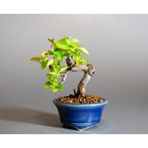 ミニ盆栽　カリン盆栽　花梨（かりん・小さな盆栽 花梨）小盆栽　4279｜e-bonsai