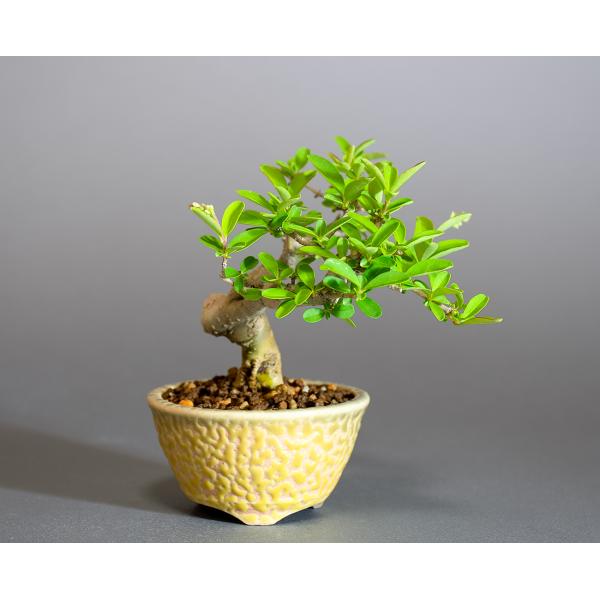 ミニ盆栽　イボタノキ盆栽　水蝋の木（いぼたのき・ミニ盆栽 水蝋の木）小さな盆栽　4302