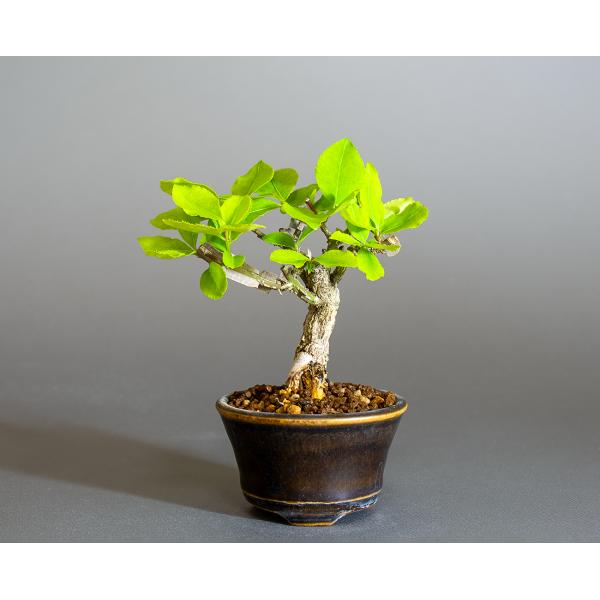 ミニ盆栽　ニシキギ盆栽　錦木（にしきぎ・ミニ盆栽 錦木）小さな盆栽　4303