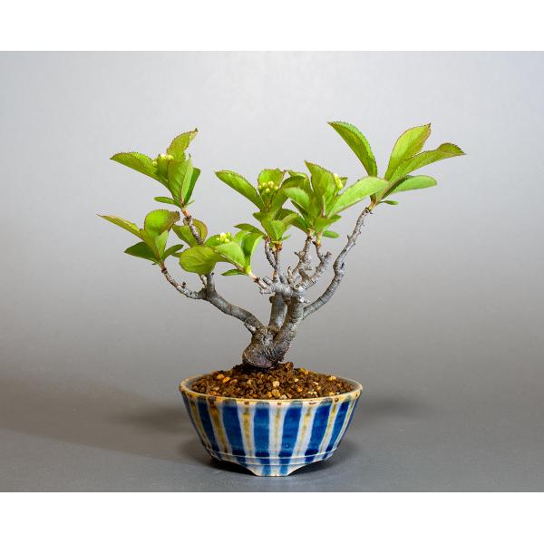 盆栽　カマツカ盆栽　鎌柄（かまつか・ミニ盆栽 日本鎌柄）小さな盆栽　4305