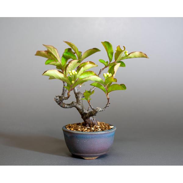 盆栽　カマツカ盆栽　鎌柄（かまつか・ミニ盆栽 日本鎌柄）小さな盆栽　4309