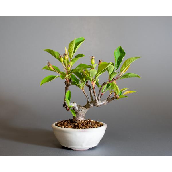 盆栽　ミヤマカイドウ　姫美好（ヒメビコウ・深山海棠）小さな盆栽　4311