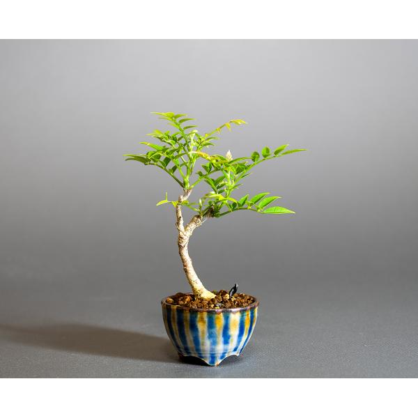 盆栽　コフジ盆栽（こふじ・ミニ 小藤盆栽）小品盆栽　4312