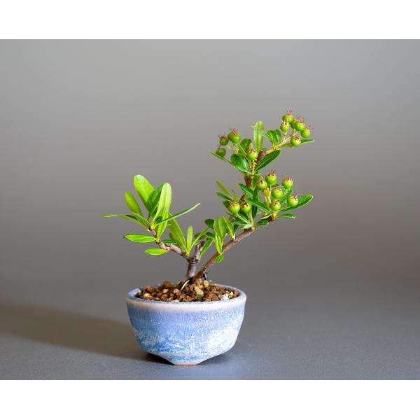 ミニ盆栽　ピラカンサ盆栽　常盤山櫨子（ぴらかんさ・豆盆栽 橘擬）小さな盆栽　4314