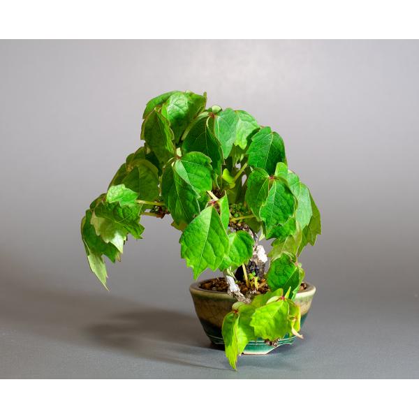 盆栽　ツタ盆栽　ナツ蔦（つた・ミニ盆栽 夏蔦）小さな盆栽　4315