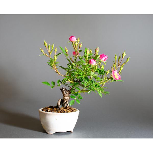 ミニ盆栽　雅バラ盆栽　野薔薇（みやびばら・小さな盆栽 雅バラ）小盆栽　4316