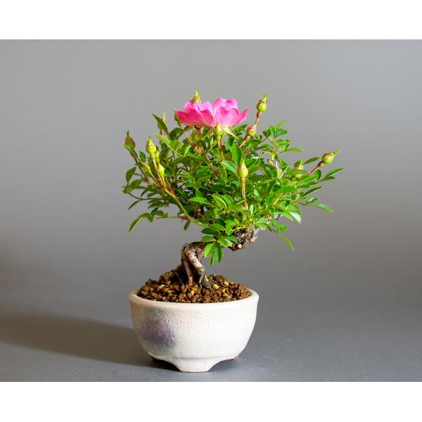 ミニ盆栽　雅バラ盆栽　野薔薇（みやびばら・小さな盆栽 雅バラ）小盆栽　4317