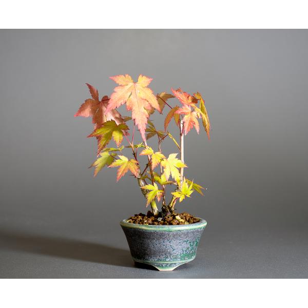 ミニ盆栽 もみじ　荒皮性モミジ盆栽（荒皮もみじ・荒皮性紅葉 豆盆栽）小さな盆栽　4318