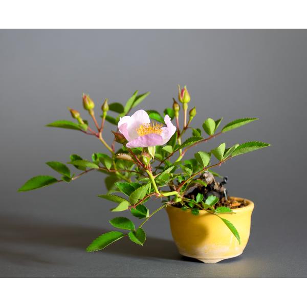 ミニ盆栽　ノバラ盆栽　野薔薇（のばら・小さな盆栽 野バラ）小盆栽　4319