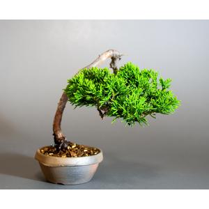 盆栽 ヤマモミジ盆栽 紅葉（やまもみじ・山紅葉 ミニ盆栽）小品盆栽