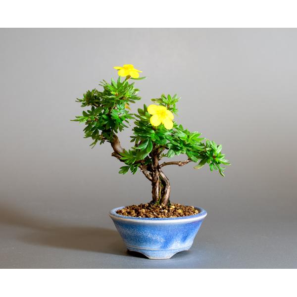 盆栽　キンロバイ盆栽　金露梅（きんろばい・ミニ盆栽 金露梅）小さな盆栽　4323