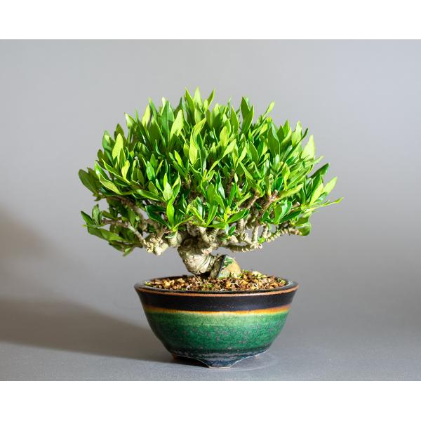 盆栽　クチナシ盆栽　梔子（くちなし・ミニ盆栽 小葉性のクチナシ喜代誉）小さな盆栽　4327