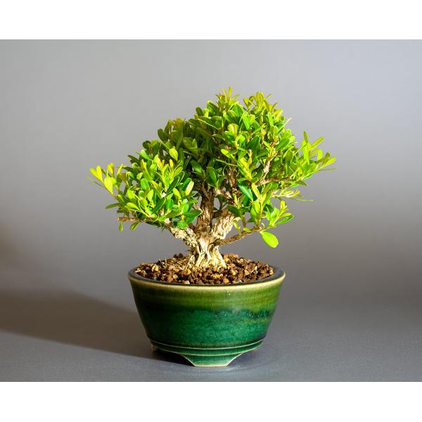 盆栽　タイワンツゲ盆栽　台湾黄楊（たいわんつげ・ミニ盆栽 台湾ツゲ）小さな盆栽　4330