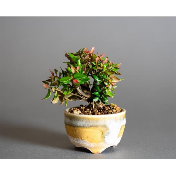プチ盆栽　チリメンカズラ盆栽　縮緬葛（ちりめんかずら・プチ盆栽 縮緬葛）小さな盆栽　4334