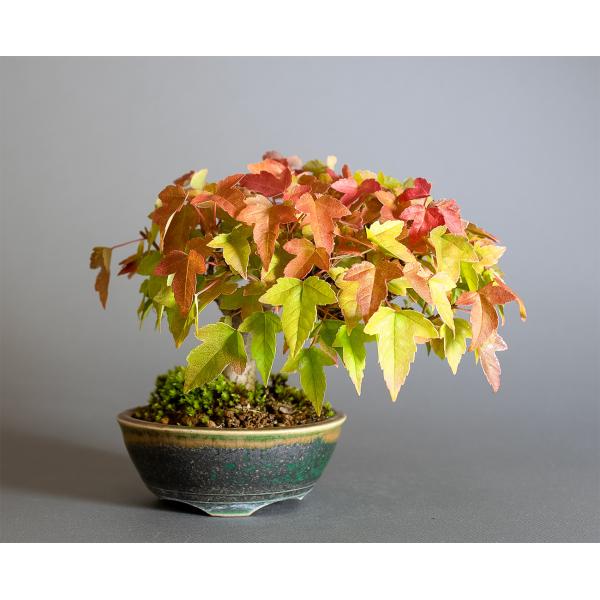 ミニ盆栽　トウカエデ盆栽　唐楓（とうかえで・盆栽 唐楓）小さな盆栽　4335