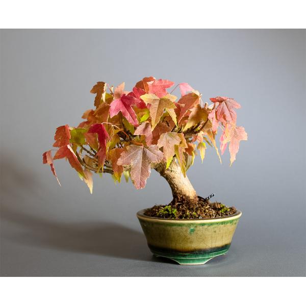 盆栽　トウカエデ盆栽　唐楓（とうかえで・盆栽 唐楓）小品盆栽　4336