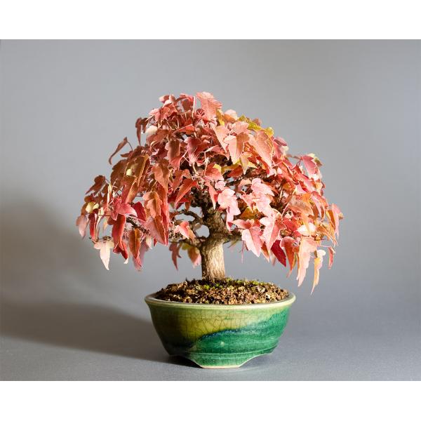 盆栽　トウカエデ盆栽　唐楓（とうかえで・盆栽 唐楓）小品盆栽　4337