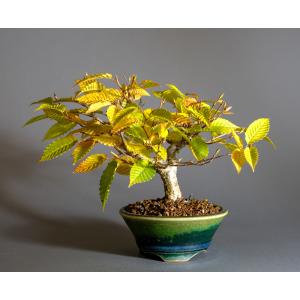 盆栽　カナシデ盆栽　金四手（かなしで・ミニ盆栽 熊四手）小さな盆栽　4340