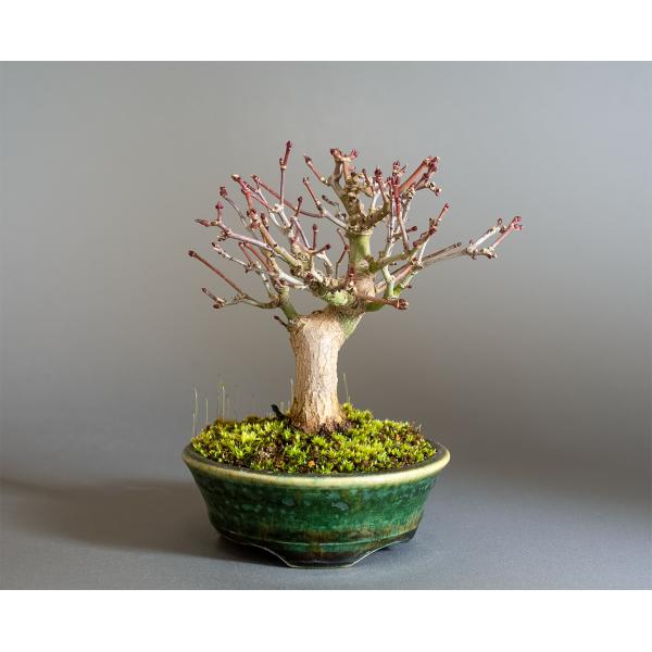 盆栽　イロハモミジ盆栽　紅葉（いろは紅葉 ミニ盆栽）小品盆栽　4343