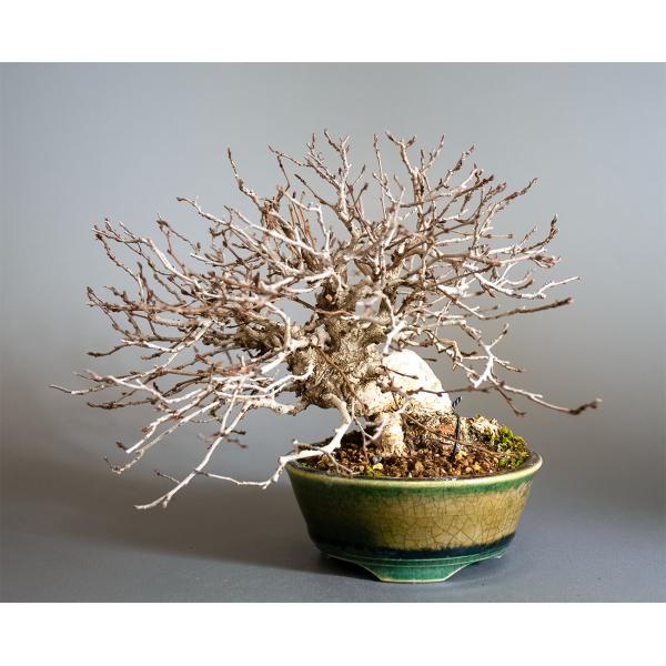 盆栽　イワシデ盆栽　岩四手（いわしで・ミニ盆栽　岩四手）小品盆栽　4344