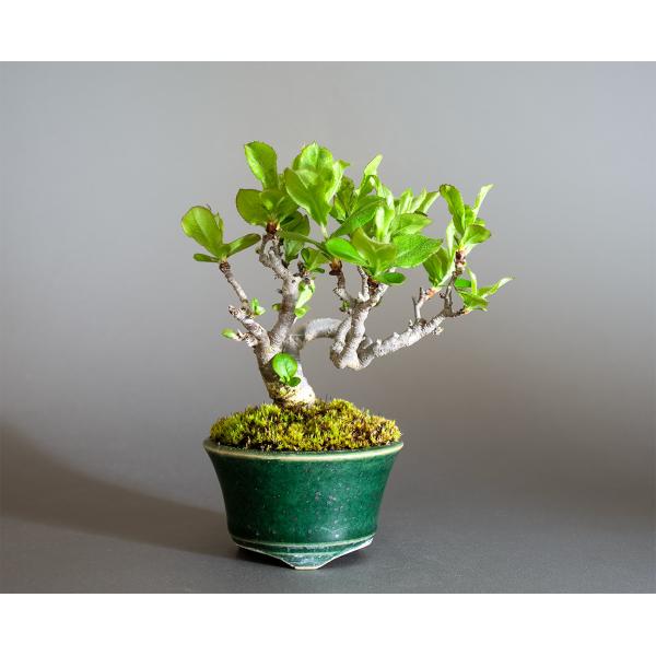 盆栽　カマツカ盆栽　鎌柄（かまつか・ミニ盆栽 日本鎌柄）小さな盆栽　4351