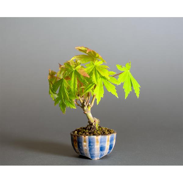 ミニ盆栽 もみじ　コハウチワカエデ盆栽（小羽団扇楓 ミニ盆栽）小さな盆栽　4359