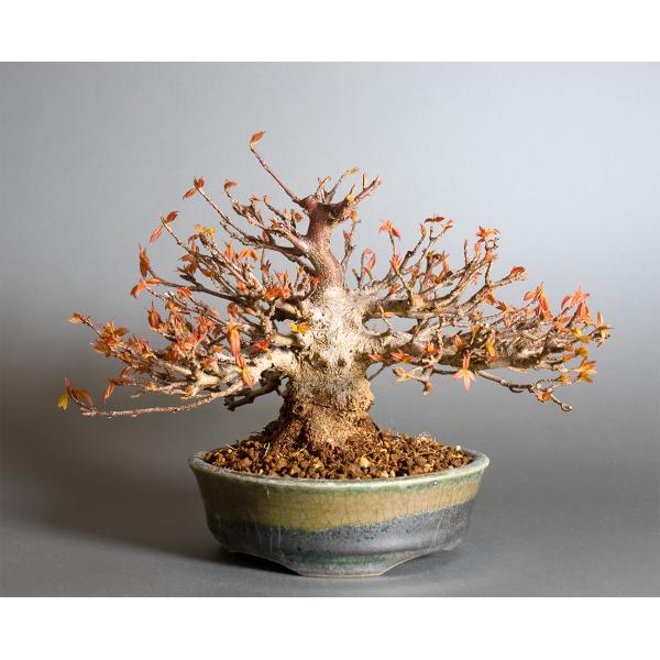 盆栽　トウカエデ盆栽（とうかえで・唐楓 ミニ盆栽）小品盆栽　4362